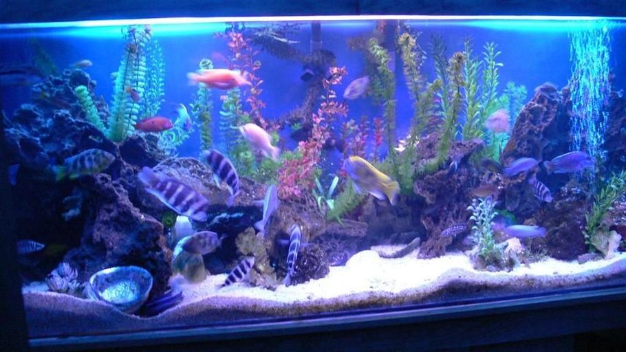 Fish Aquarium Tank